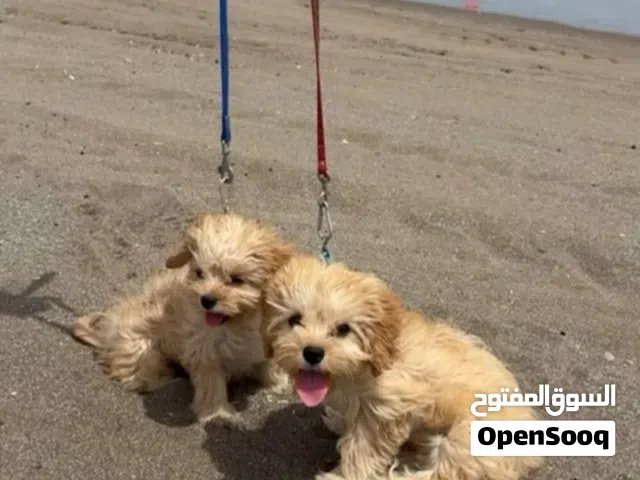 مافيهم اي أمراض الحمدالله لعوبين والباقي يذكر للشراي Maltipoo