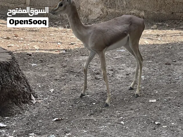 بيع غزال ديماني