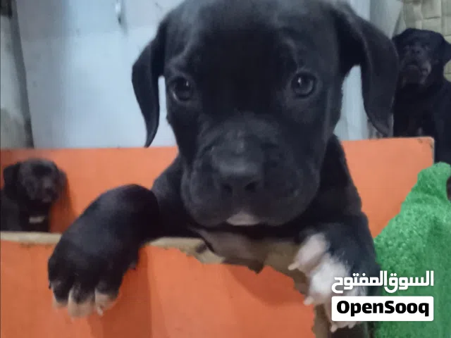 جراوي كين كورسو عمر 45يوم