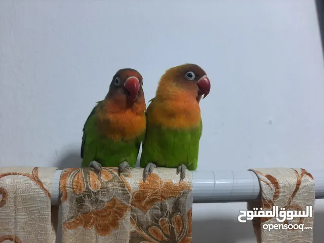 2 breeding lover birds hand tamed (cage included)