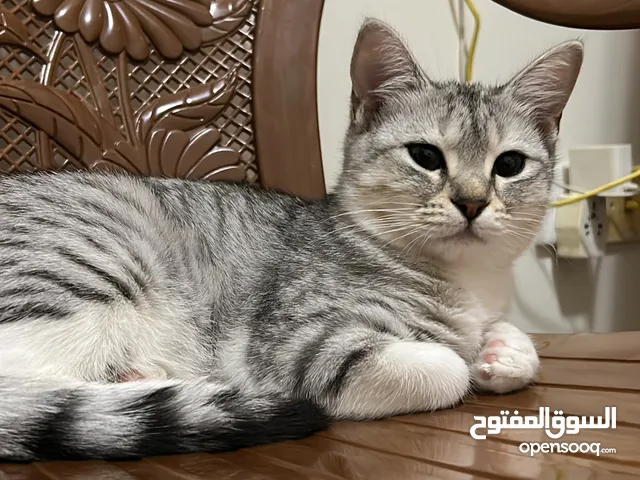 قط للتبني ويخاف الله فيهم