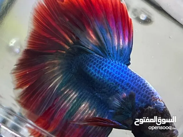 سمك فايتر هاف مون  نخب