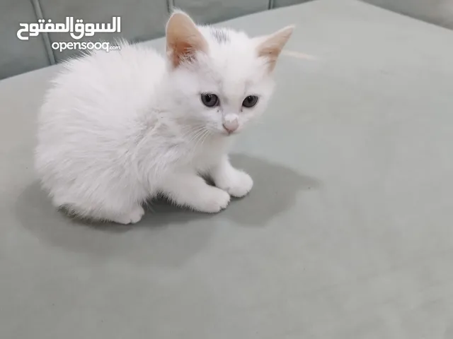 قطه شيرازي للبيع عمر شهرين