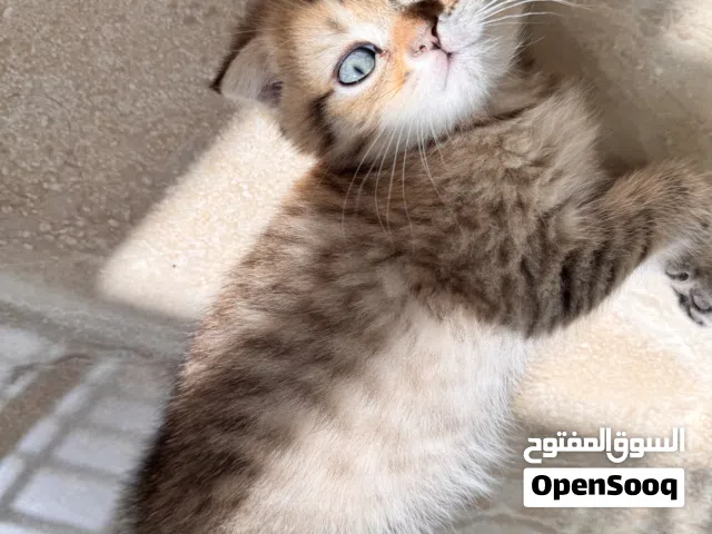 Purebred Scottish Fold Kitten – 2 Months Old, Very Sweet