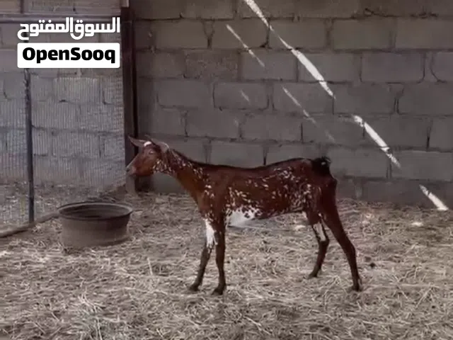 شاه صلاليه جم
