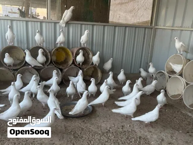 للبيع حمام لاحم وزاجل ابيض ازواج ومنتجين جبرة كاملة العدد 80 البيع جملة الطير على 1