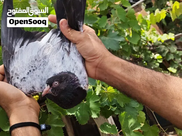 فروخ كرسات سلارا كمنجر طيور مطيار