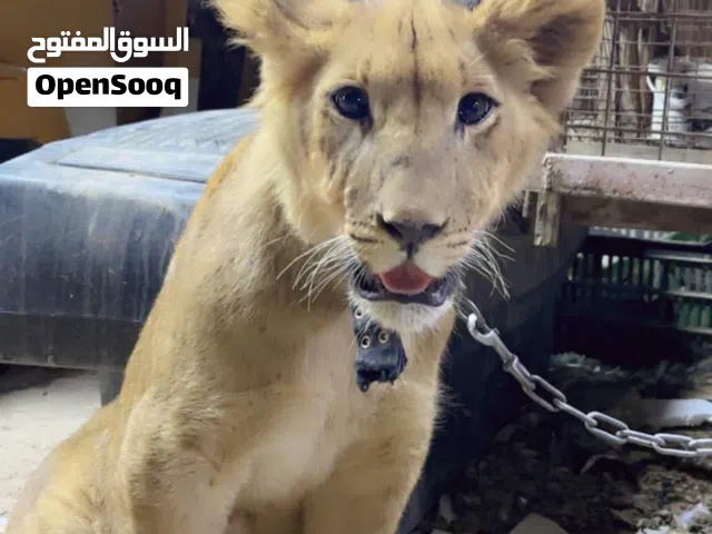 العمر سنه وشهرين