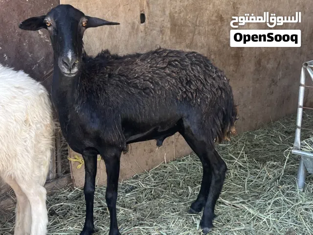 للبيع كباشه عمر 8 شهور محقوصين