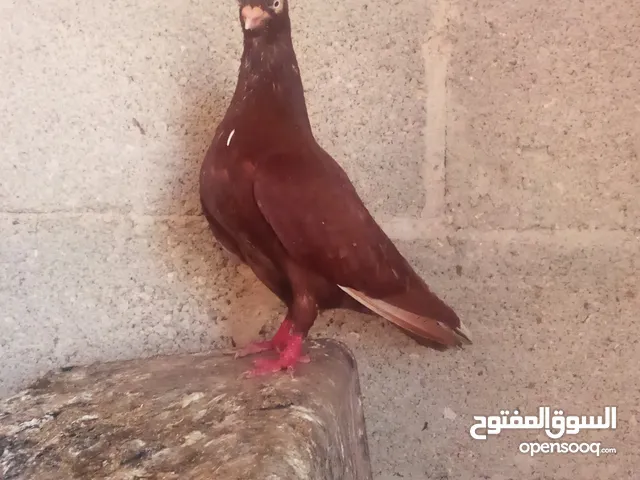 كوم حمام للبيع العدد 12 طير