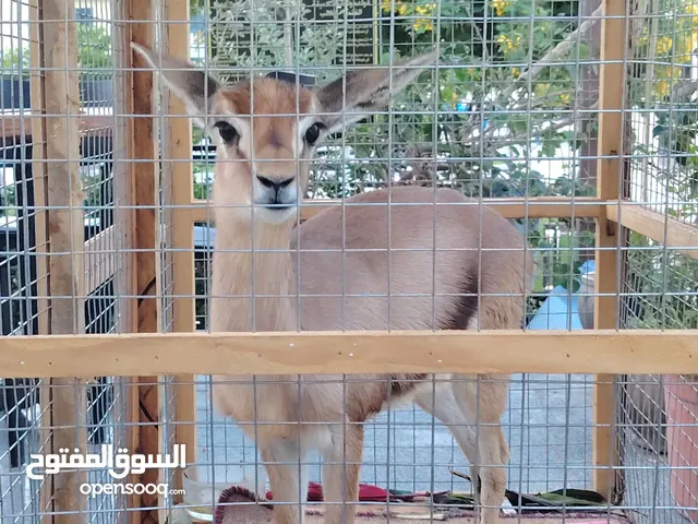 غزال ذكر للبيع او البدل
