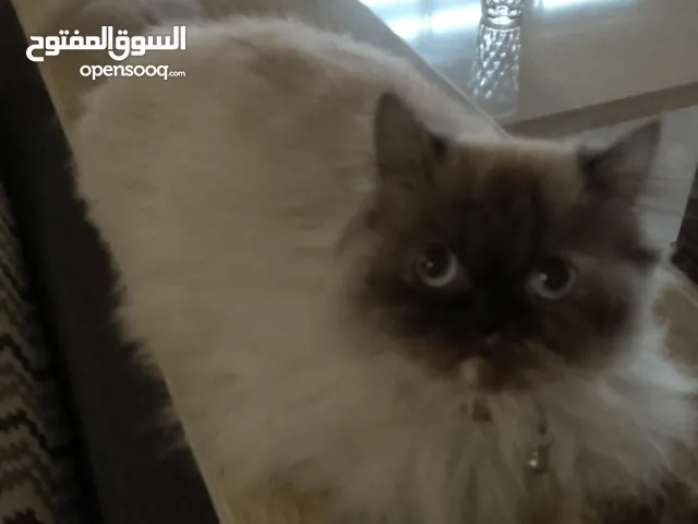 قطه للبيع مع جميع أغراضه وماخذ جميع المطاعيم انثه عمرها 9 اشهور