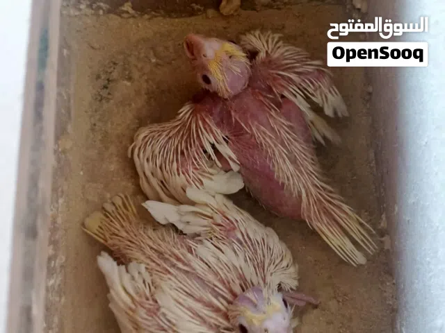 افراخ كوكتيل شكري عيون حمر