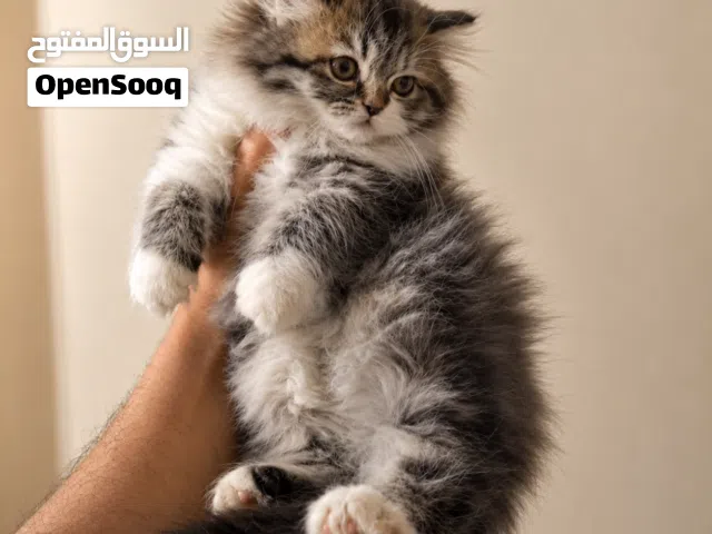 كتن تبارك الرحمان شوفولي المستوى هملايا توب نضافه بسعر مناسب جدا جدا الله يبارك لصاحب النصيب