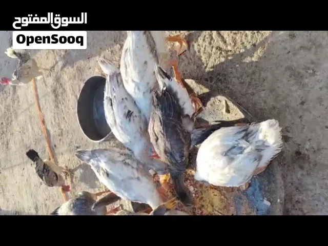 يا الله بط للبيع العدد 8