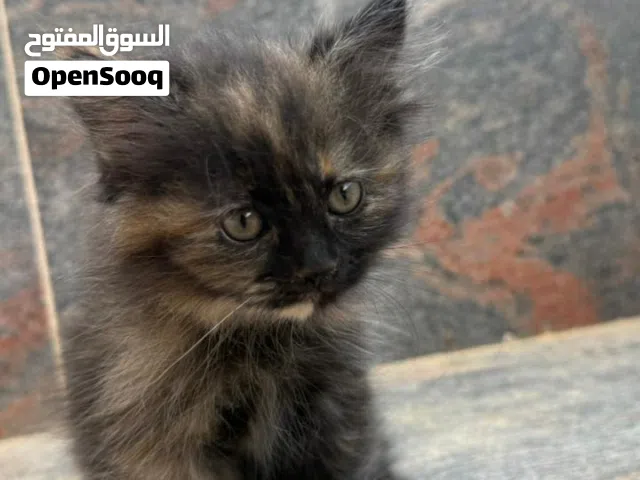 قطه انثى شيرازيه عمرها شهر ونص