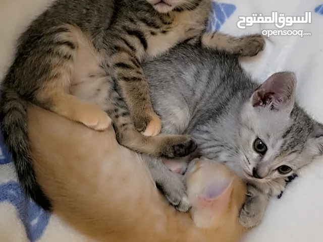 قطه ام مع 4ابناء للتبني