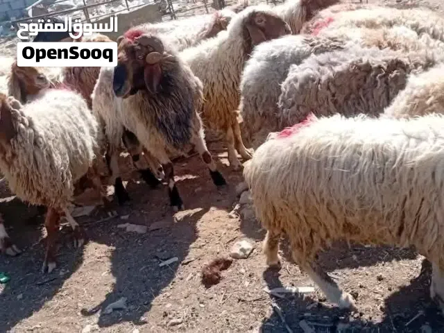 متوفر لدينا أضاحي انعاج بلدي روماني عبر خرفان كباش بالصلاة على النبي جميع الاوزان موجودةبأقل الاسعار