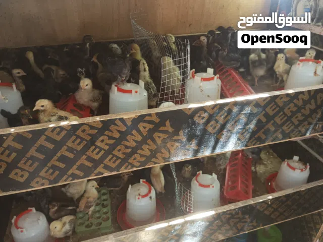 *بسعر حرق * لعدم توفر المساحة  صوص عمر 12ـ13 يوم بسعر نصف دينار فقط