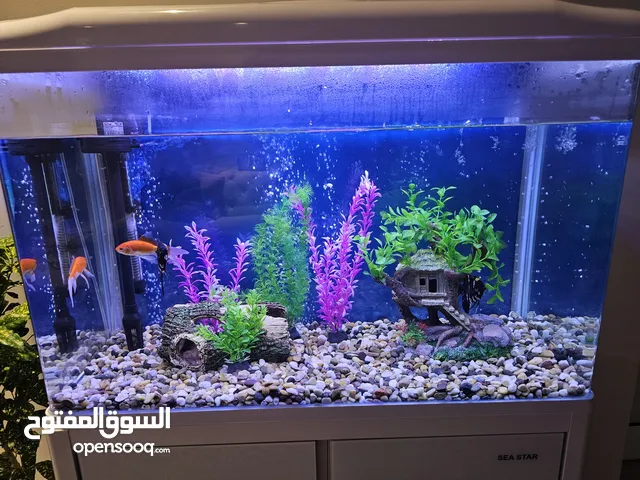 للبيع حوض أسماك زينة استخدم بسيط و بحالة ممتازة مع جميع الملحقات و المستلزمات