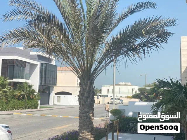 Date palm _ نخلة التمر