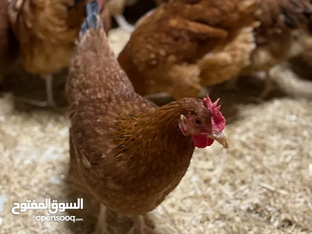 فرصه مميزه ماتتفوت دجاج فرنسي للبيع بعمر6 اشهر