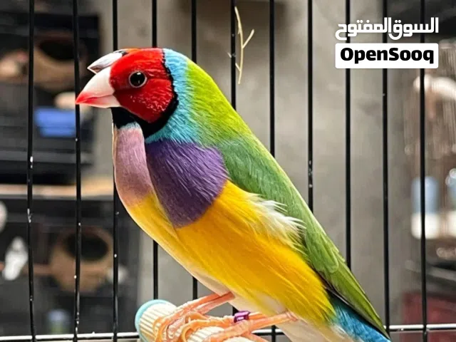 السلام عليكم