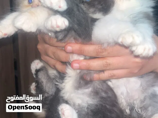 قطط شيرازي هملايا للبيع