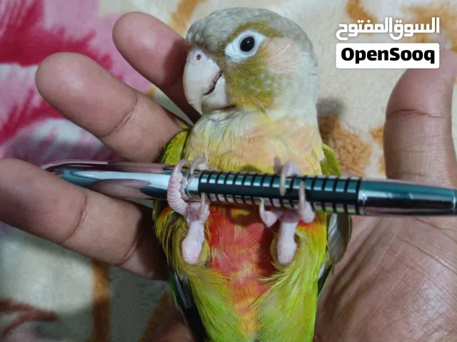 للبيع كنيور اناناس