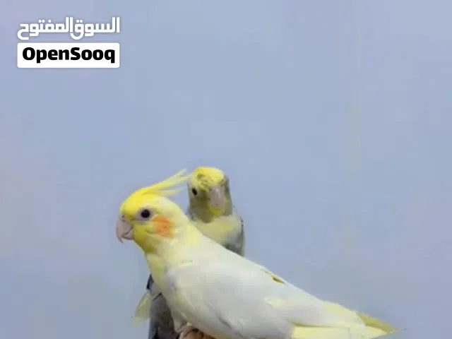 زوج كوكتيل نثيه وفحل اليف كلش مثل ماتشوفون بالفيديو وبسعر مناسب
