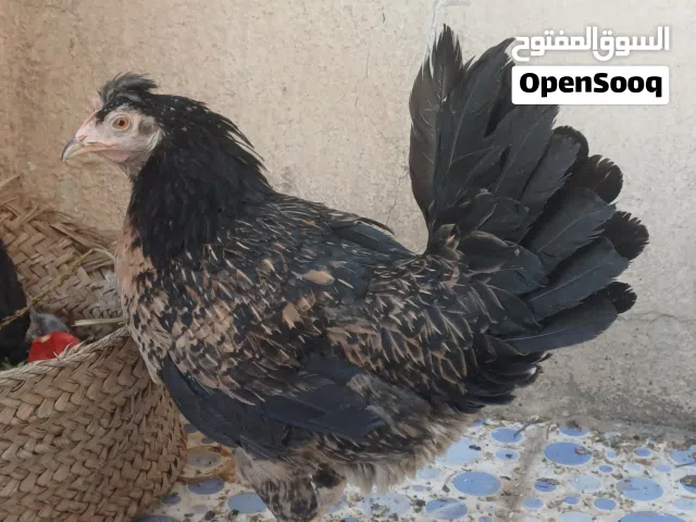 سيت دجاج عرب مرتب