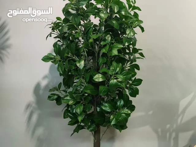 جنائن الربيع