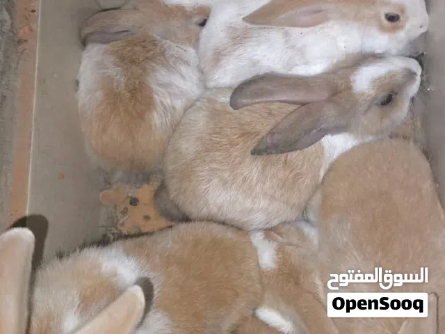 اقرا الوصف بسم الله مشاءالله ارانب للبيع