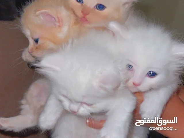 Mix Persian kitten
