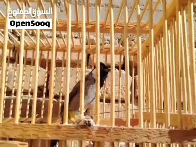 بلبل ربه للبيع