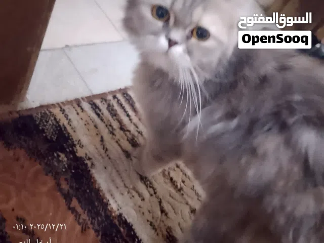 بزونه للبيع  نوعها شيرازي صغير اوكرانيا