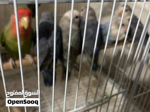 للبيع روفيرد طبات يكلون بروحم الون حلو