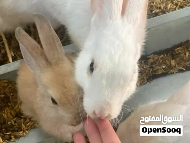 مجموعه ارانب للبيع