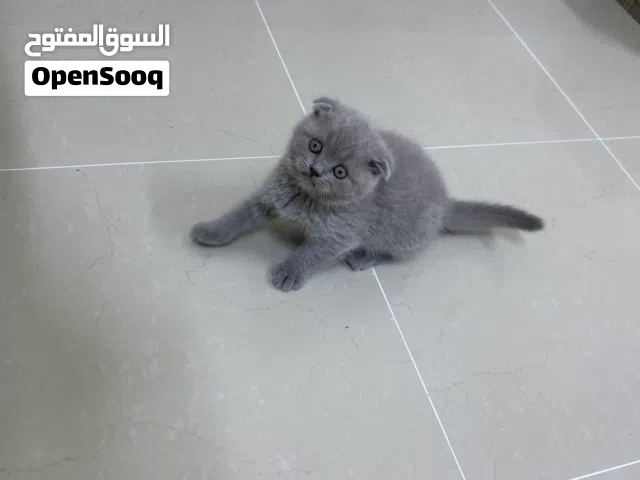 للبيع سكوتش فولد