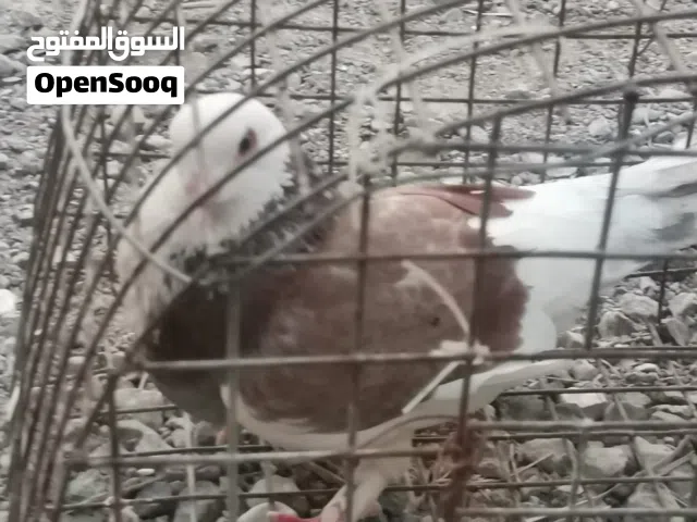 حمام للبيع ذكر وانثى