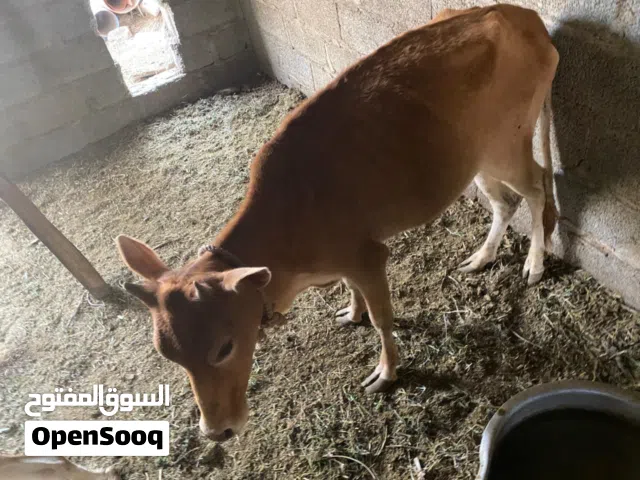عجلات عمانيات للبيع