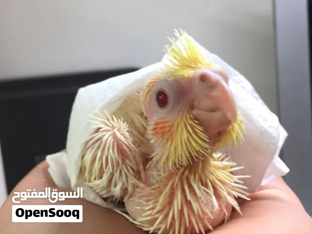 مطلوب فرخ كوكتيل أو دره