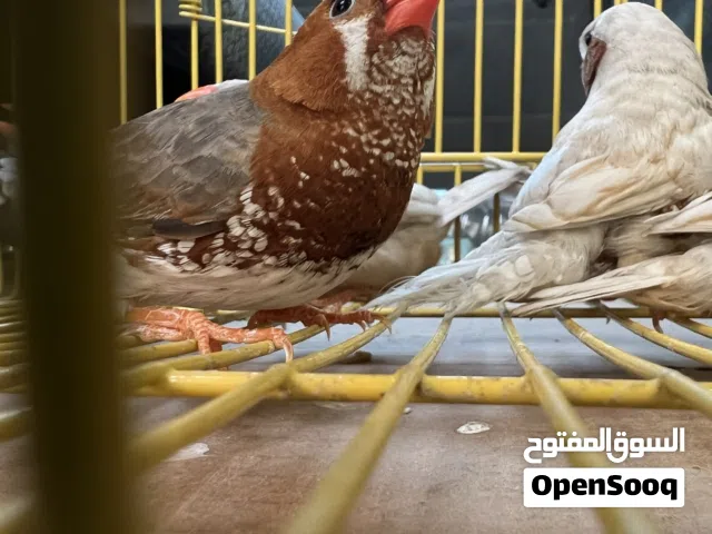 متاح 4 ازواج فناجز هاف اورنج