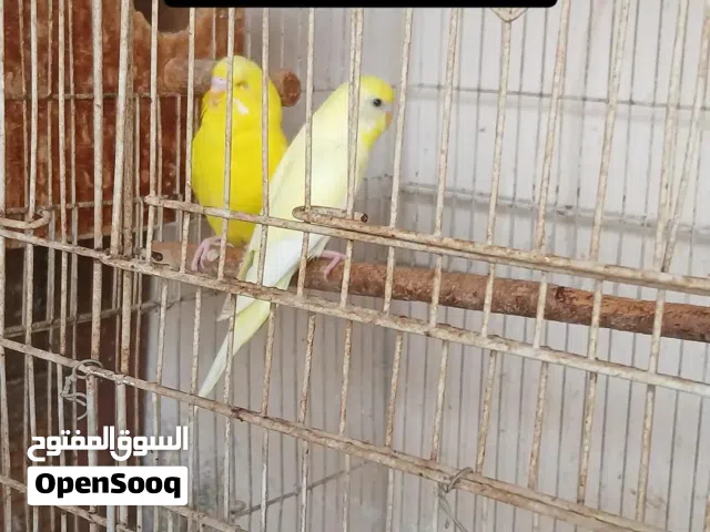 طيور هند للبيع