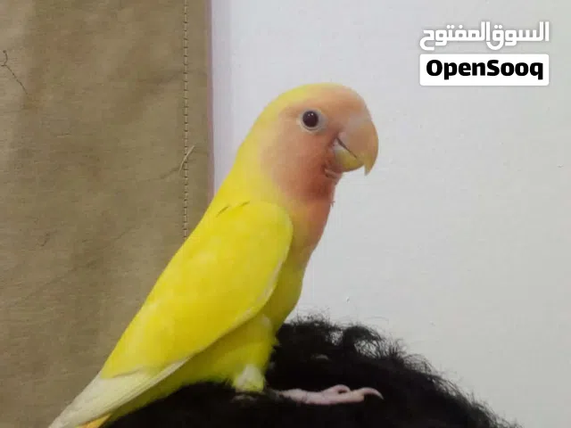 صلات انبي شوف الوصف
