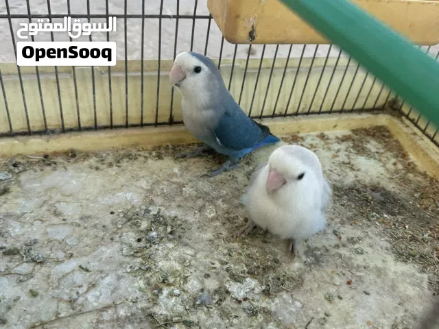كوبيه بركديلو مصوقره سعرها160 بلقفص سعر نهاني