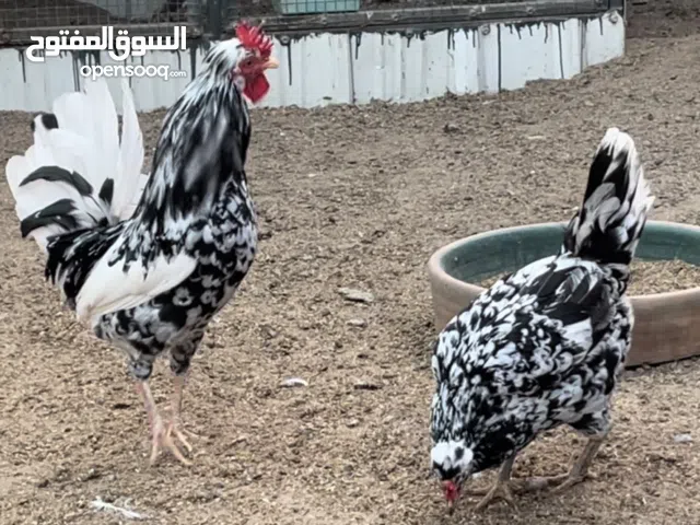 للبيع ديك ودجاجه بوارين