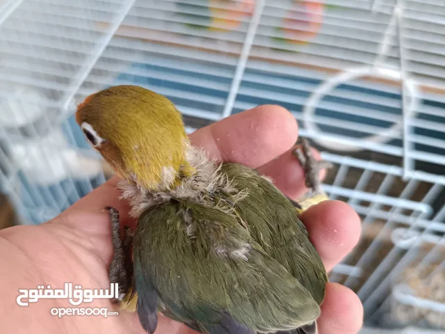 طيور فيشر منتجين مع 3 فروخ