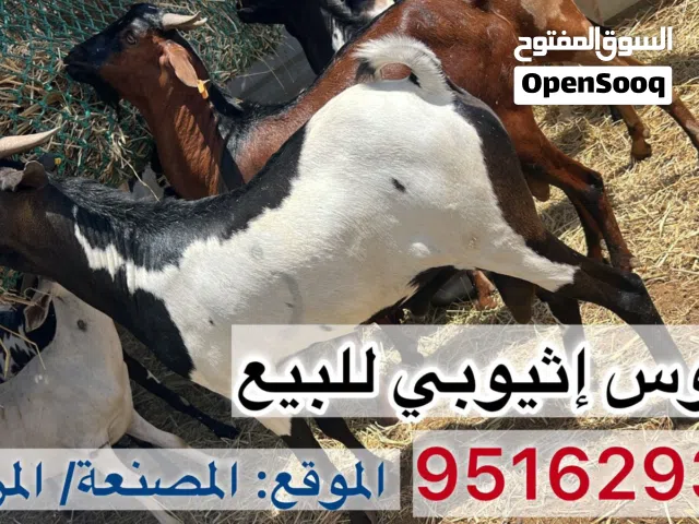 بقره عشار للبيع وتيوس أثيوبيه للبيع