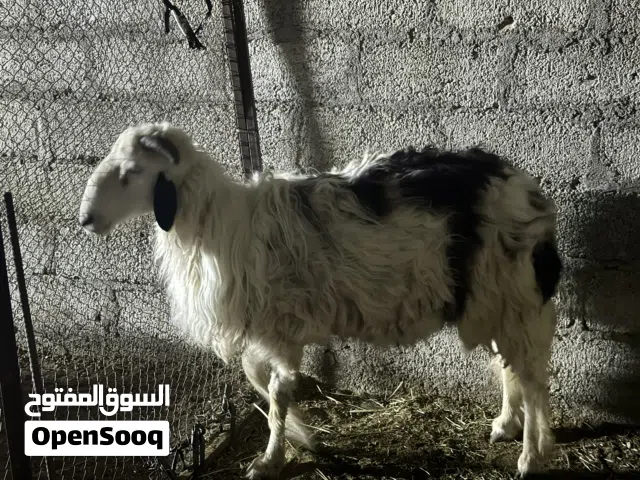 كبش سمين العمر سنتين  تريده انتاج او لحم